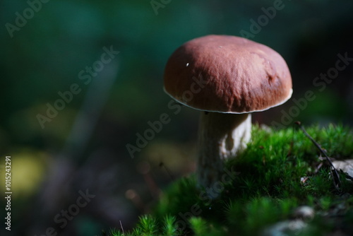 Levitating porcini mushrooms isolated on white background. Boletus mushrooms on a white background. Package design element.