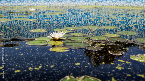 A water lily flower floating in the water among green plants.