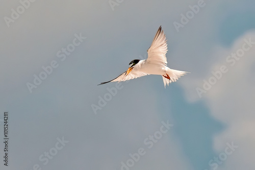 Common Tern Hovering While Looking for Food photo