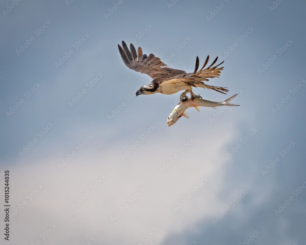 Obraz premium Osprey Flying with Pompano in Talons