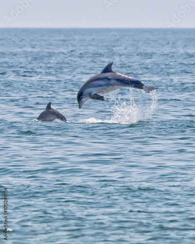Obraz na plátně Porpoises Swimming and Jumping in the Gulf of Mexico