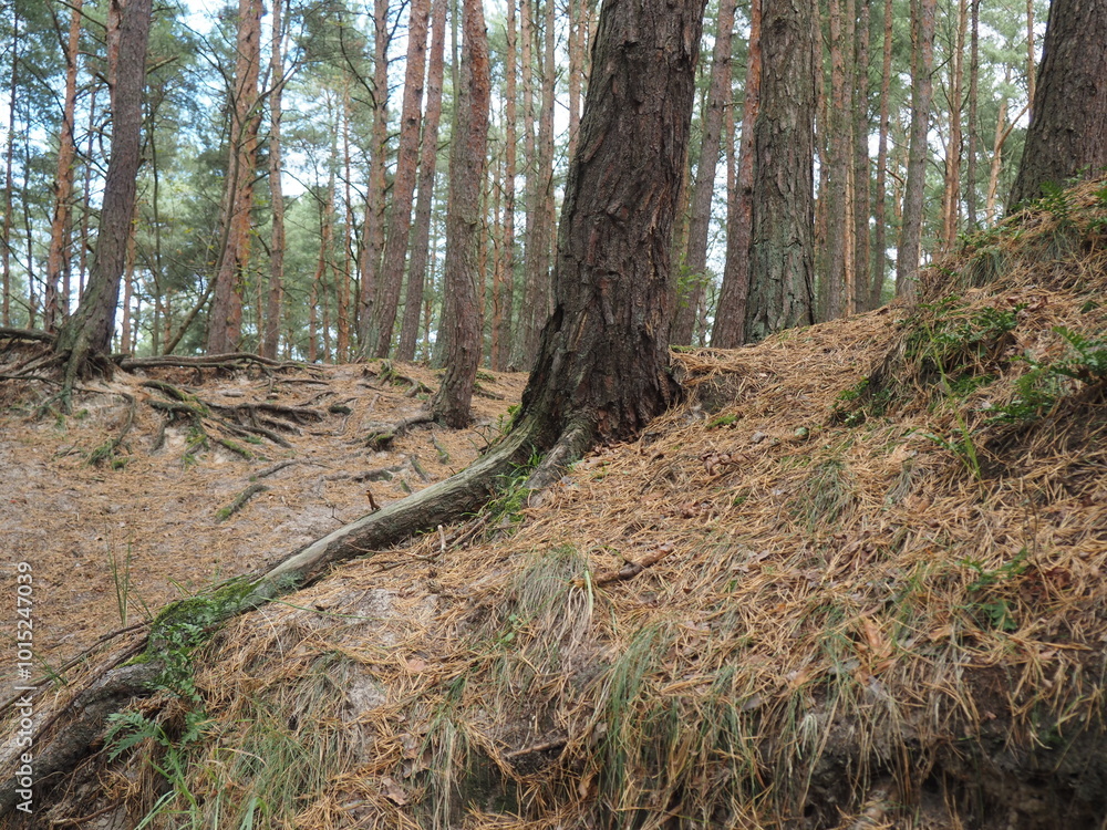 Las sosnowy, korzenie