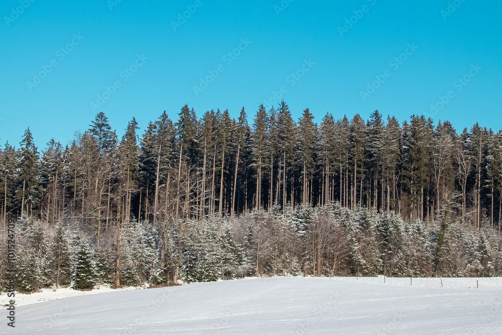 Winter forest. Snowy countryside and forest in winter Winter forest. Snowy countryside and forest in winter