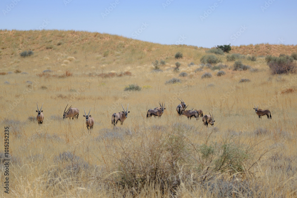 Naklejka premium Herd of oryx in the desert at the Kgalagadi national park, South Africa