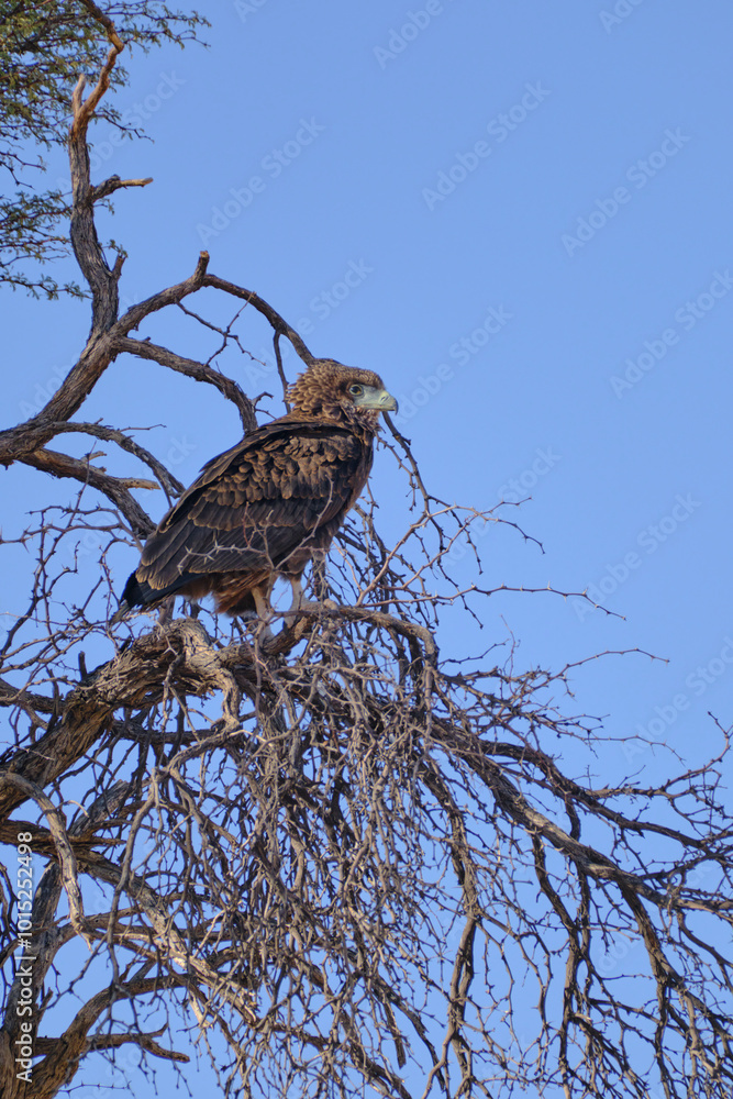 Tawny Eagle perched on a tree, Kgalagadi national park, South Africa Tawny Eagle perched on a tree, Kgalagadi national park, South Africa