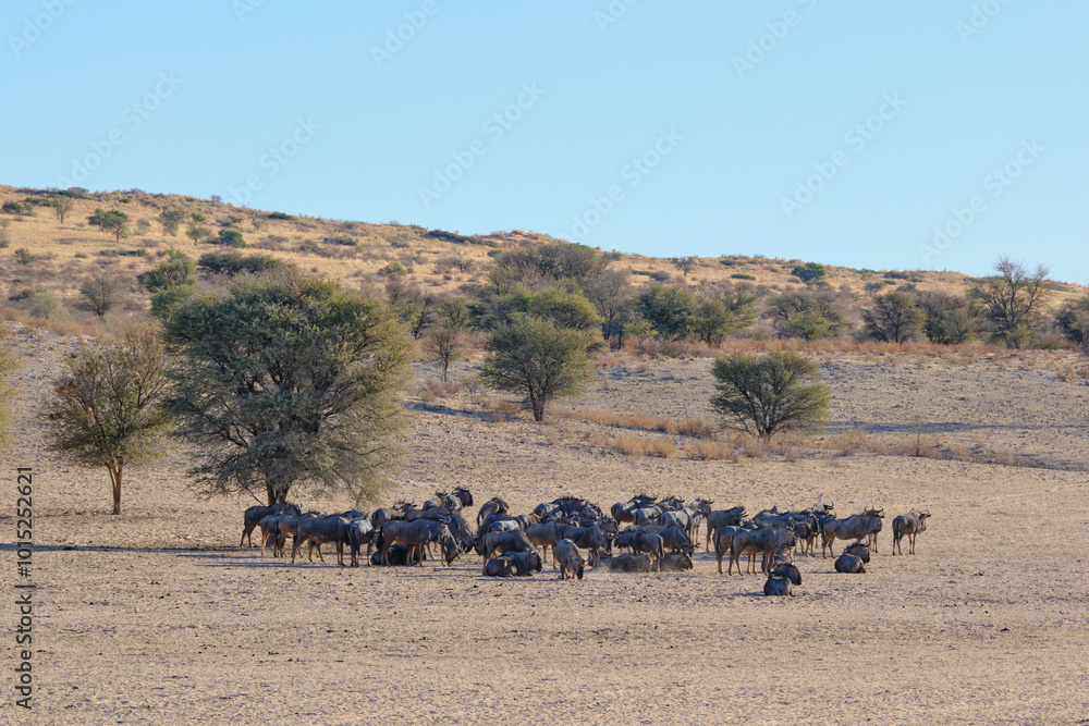 Herd of blue wildebeests in the desert Kgalagadi national park, South Africa Herd of blue wildebeests in the desert Kgalagadi national park, South Africa