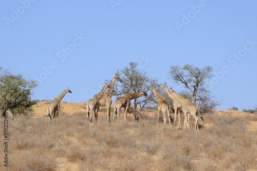 Group of giraffes eating leaves from trees at the Kgalagadi national park, South Africa photo