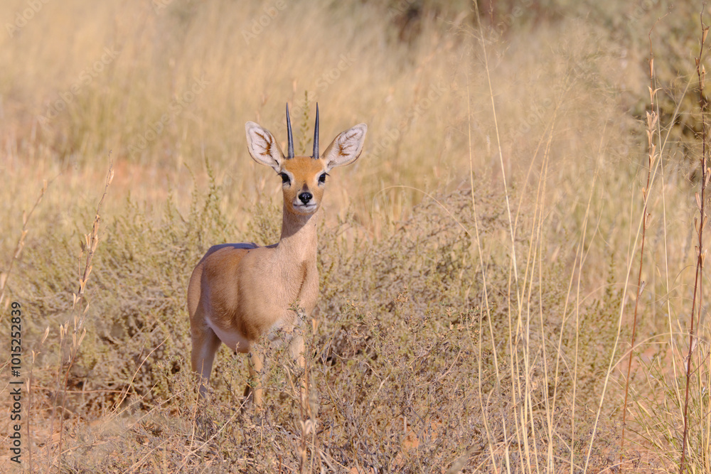 Fototapeta premium Duiker in a grassland at the Kgalagadi national park, South Africa