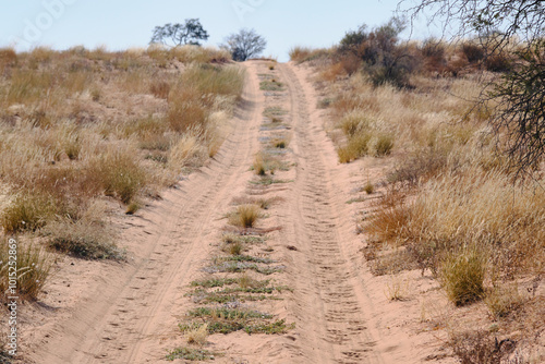 Lion footprints on a sandy road at the Kgalagadi national park, South Africa