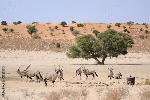 Herd of oryx in front of a dune at the desert, Kgalagadi national park, South Africa