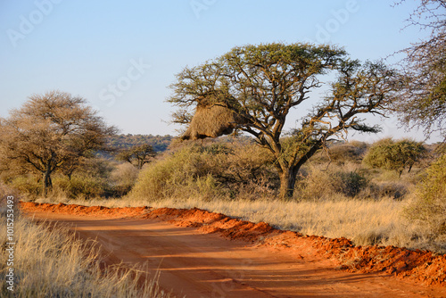Sociable weaver nest, Mokala national park, South Africa