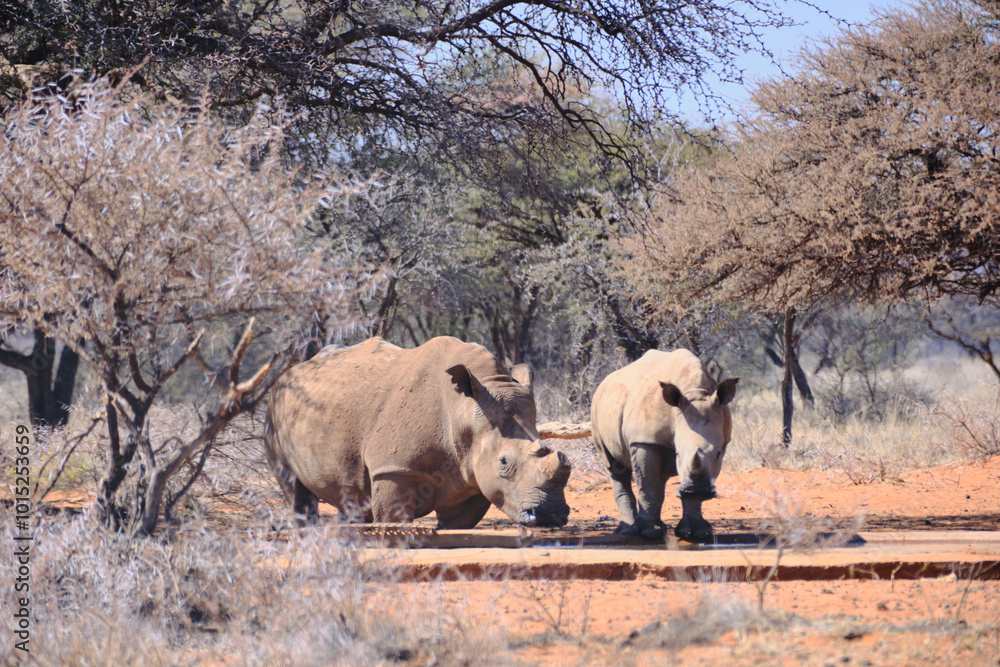 Fototapeta premium Rhino and its calf drinking water at a water hole, Mokala national park, South Africa