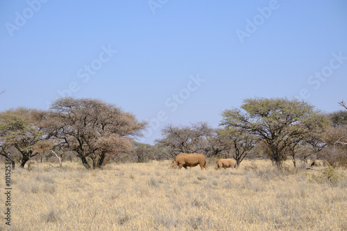 Rhino and its calf walking at the savanna, Mokala national park, South Africa