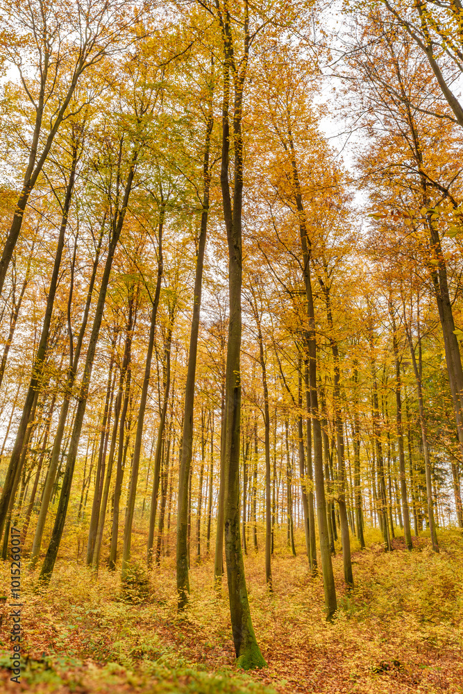 Fototapeta premium The Golden Autumn Forest, with its Towering Trees and colorful Fallen Leaves, captivates all