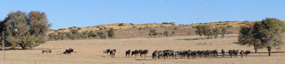 Panoramic picture of a gnu herd at the Kgalagadi national park, South Africa Panoramic picture of a gnu herd at the Kgalagadi national park, South Africa