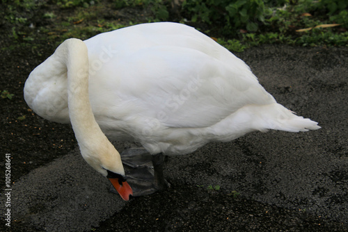 A view of a Mute Swan at Slimbridge Nature Reserve photo