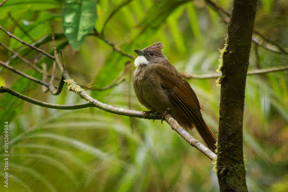 Penan bulbul Alophoixus ruficrissus brown songbird with white throat and small crest in Pycnonotidae found Borneo in mid-storey of broad-leaved evergreen and rainforests up to 1500 metres Penan bulbul Alophoixus ruficrissus brown songbird with white throat and small crest in Pycnonotidae found Borneo in mid-storey of broad-leaved evergreen and rainforests up to 1500 metres