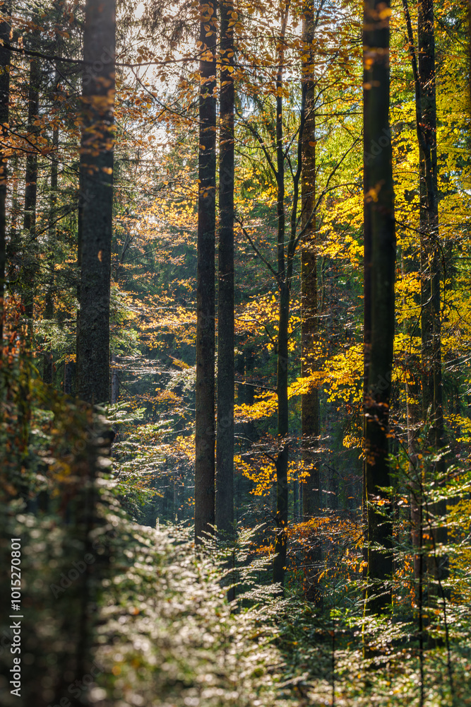 Fototapeta premium A Serene Autumn Forest with Gentle Sunlight Filtering Beautifully Through the Trees