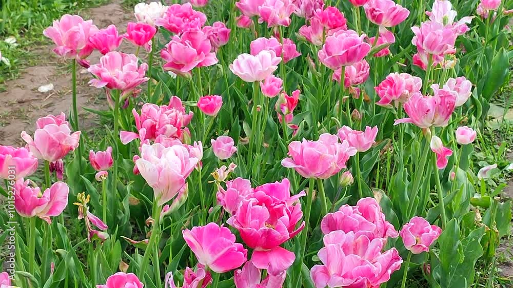 Tulips. Blooming pink white tulip, sunny spring day. Bright tulip blossoming. Many blooming flowers with large petals. Blossoms in bloom. Perennial herbaceous bulbous plants. Nature Natural background Tulips. Blooming pink white tulip, sunny spring day. Bright tulip blossoming. Many blooming flowers with large petals. Blossoms in bloom. Perennial herbaceous bulbous plants. Nature Natural background