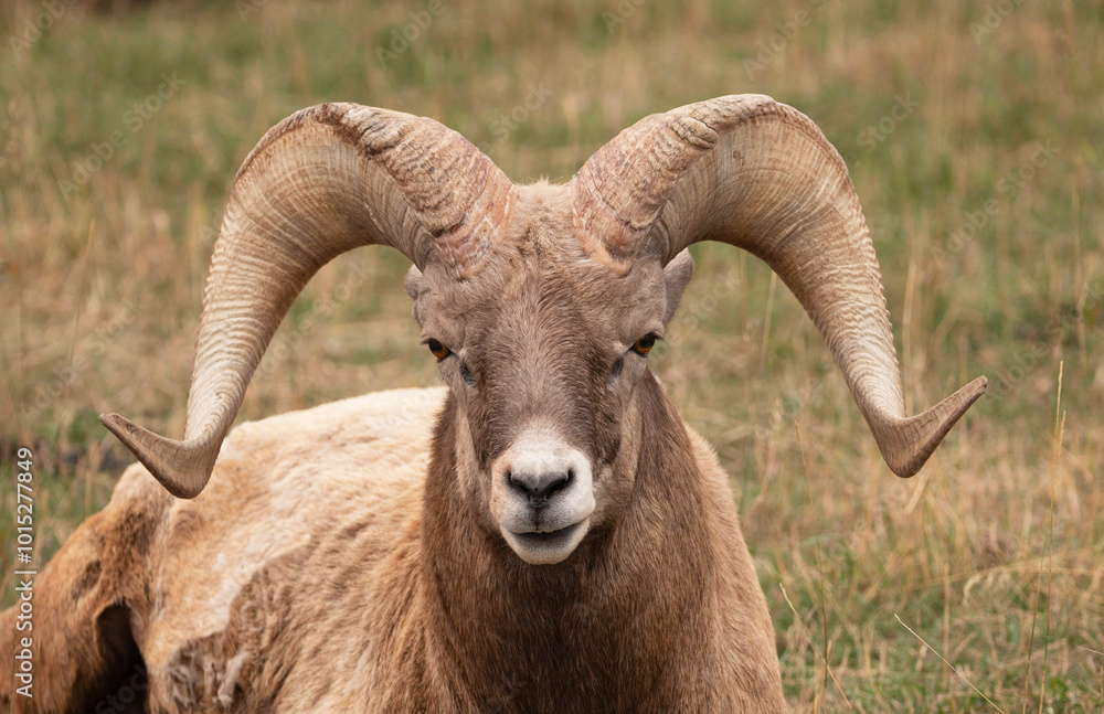 Bighorn sheep ram male with large horns in the Rocky Mountains, USA Bighorn sheep ram male with large horns in the Rocky Mountains, USA
