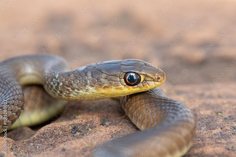 A juvenile short-snouted grass snake (Psammophis brevirostris) in the wild