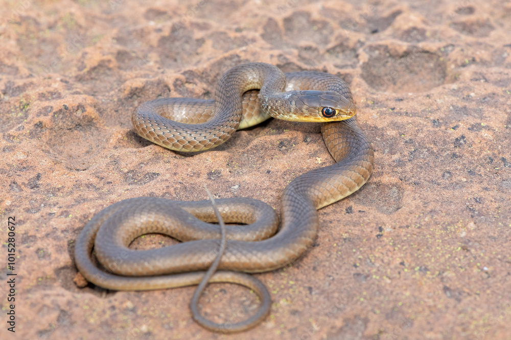 Fototapeta premium A juvenile short-snouted grass snake (Psammophis brevirostris) in the wild