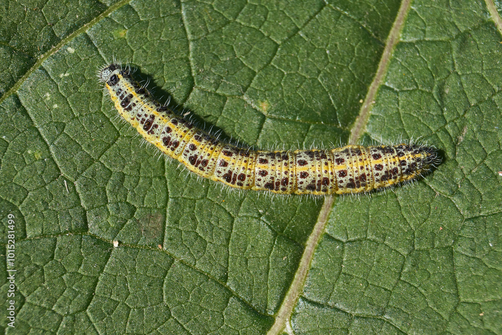Caterpillar cabbage white butterfly on a green leaf close-up. Cabbage white butterfly (Latin Pieris brassicae) is a diurnal butterfly from the family Pieridae. Caterpillar cabbage white butterfly on a green leaf close-up. Cabbage white butterfly (Latin Pieris brassicae) is a diurnal butterfly from the family Pieridae.