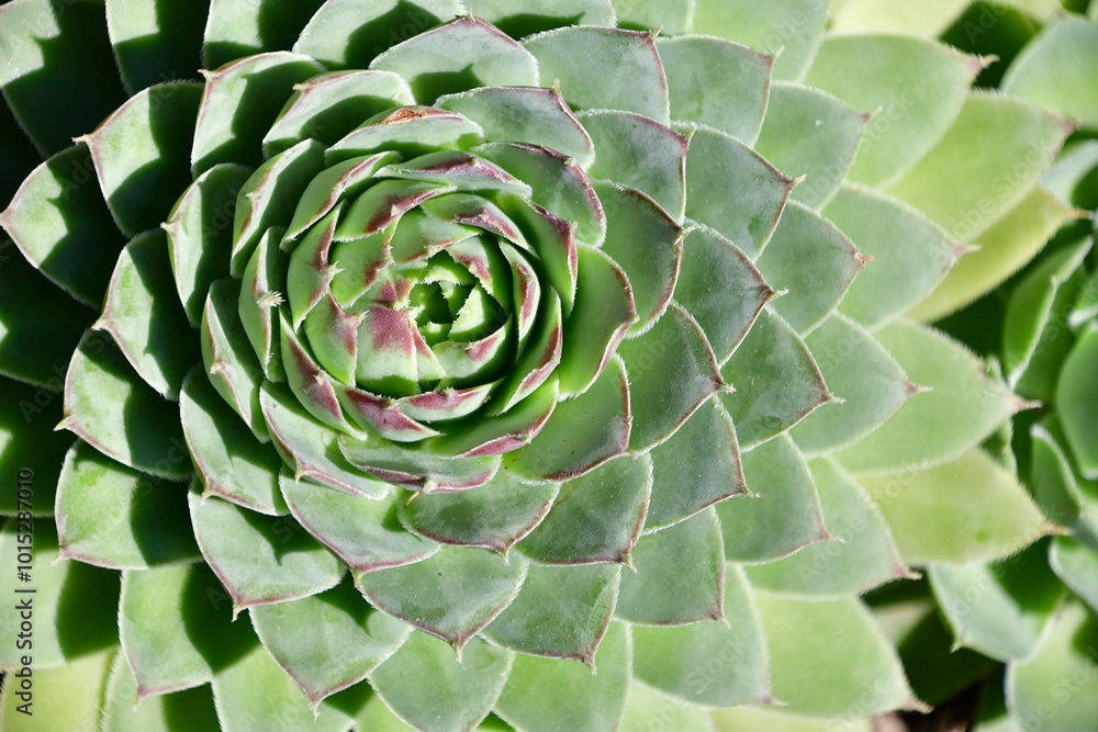 Hen and Chicks Plant Hen and Chicks Plant