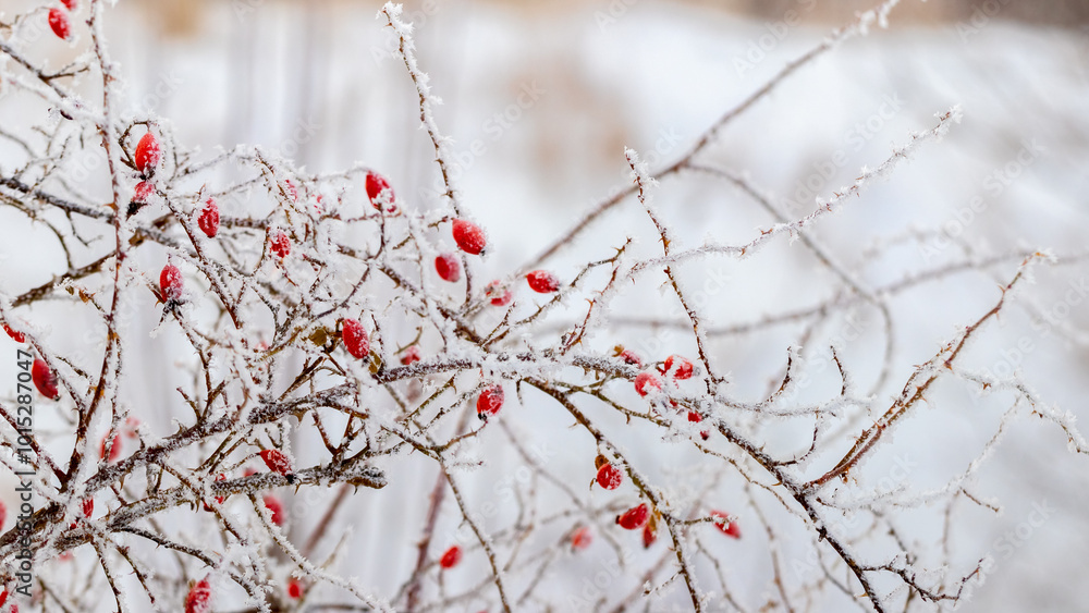 frost-covered rosehip bush with red berries in winter frost-covered rosehip bush with red berries in winter