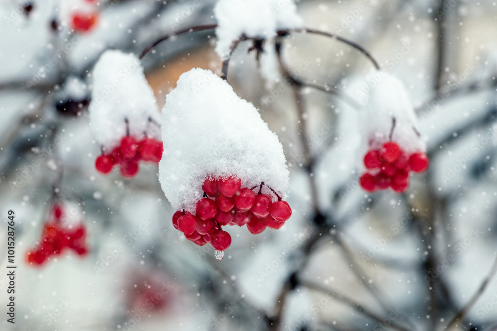 snow-covered viburnum bush with red berries in winter during snowfall snow-covered viburnum bush with red berries in winter during snowfall