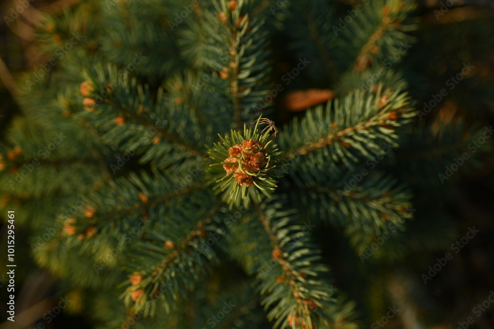 short needles of a coniferous tree close-up on a green background, texture of needles of a Christmas tree close-up, blue pine branches, texture of pine needles, green branches of a pine tree close-up short needles of a coniferous tree close-up on a green background, texture of needles of a Christmas tree close-up, blue pine branches, texture of pine needles, green branches of a pine tree close-up
