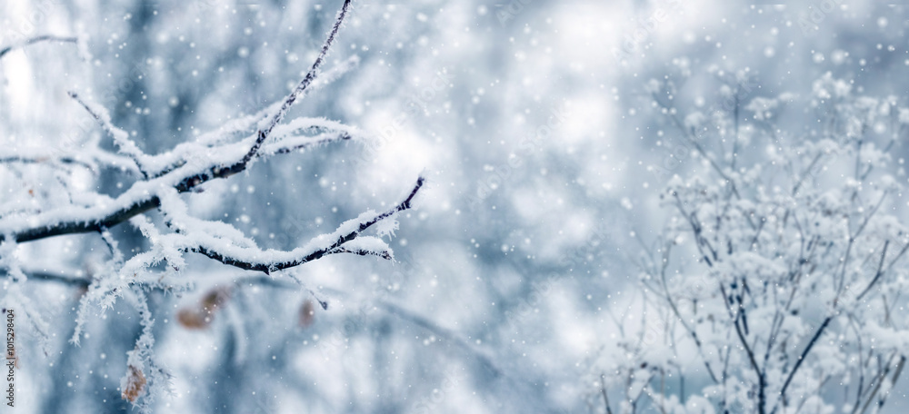 winter forest with snowy tree branch on blurred background during snowfall winter forest with snowy tree branch on blurred background during snowfall