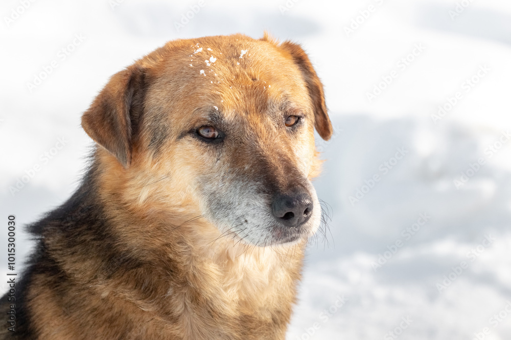 portrait of a brown dog close-up in winter sunny weather portrait of a brown dog close-up in winter sunny weather
