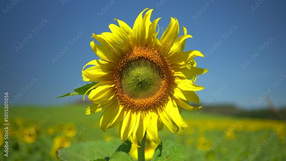 Sunflowers are blooming beautifully in the growing season.