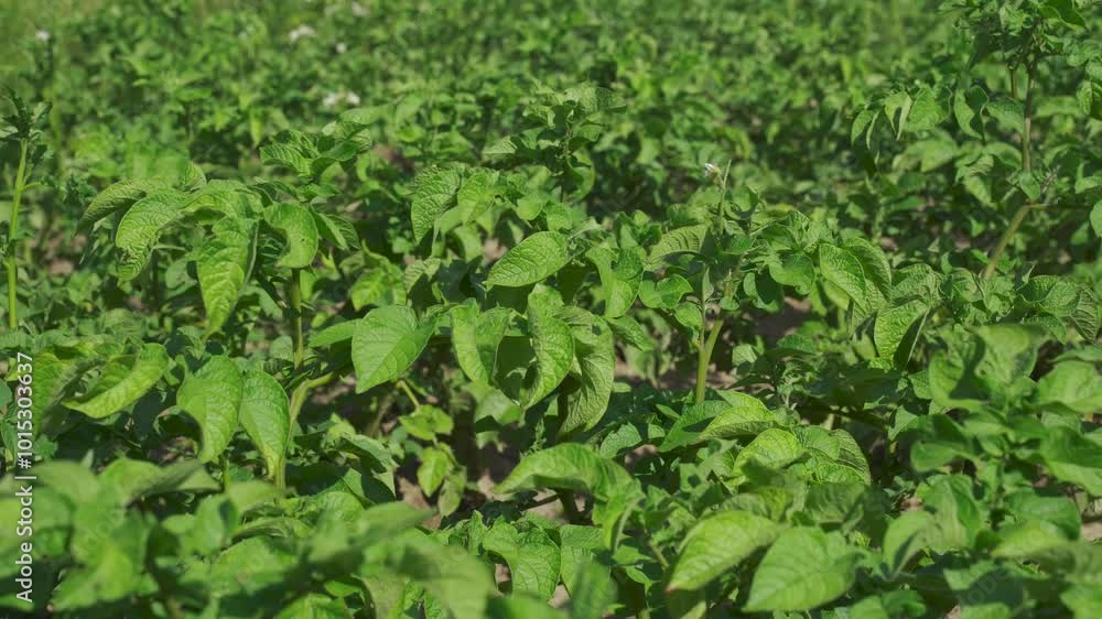 Close-up of brightly colored potato leaves growing in a sunlit field. Close-up of brightly colored potato leaves growing in a sunlit field.