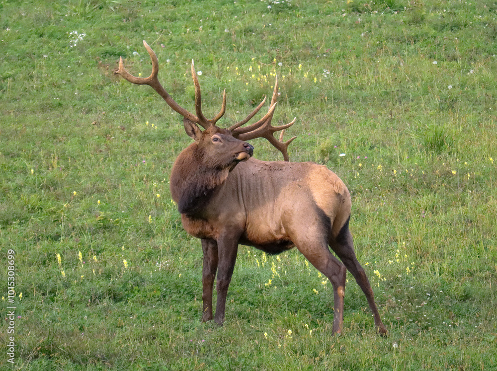Sacrificial Lamb Elk Bull Once Known as Handlebars Gentle Non Typical Antlers Sacrificial Lamb Elk Bull Once Known as Handlebars Gentle Non Typical Antlers