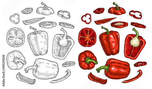 Whole and half sweet bell pepper with flying different slices. Vintage vector engraving color illustration. Isolated on white background. Hand drawn design