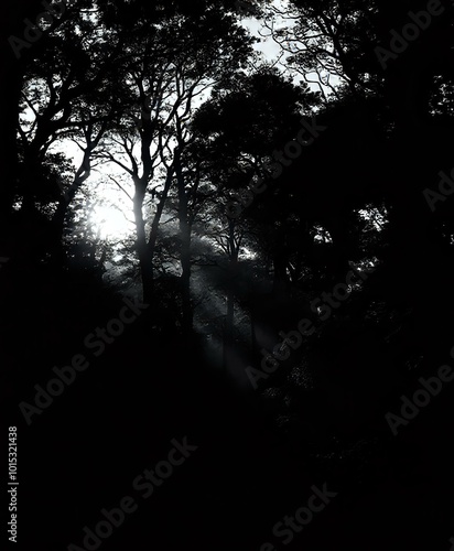 Serene Woods on a Sunny Day with Dappled Light Effect