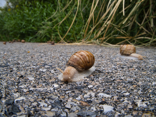 Weinbergschnecke photo