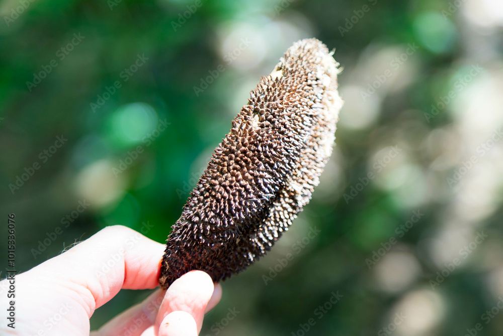 Fototapeta premium AMPHILOPHIUM CRUCIGERUM plant popularly known as micou's comb or monkey's comb