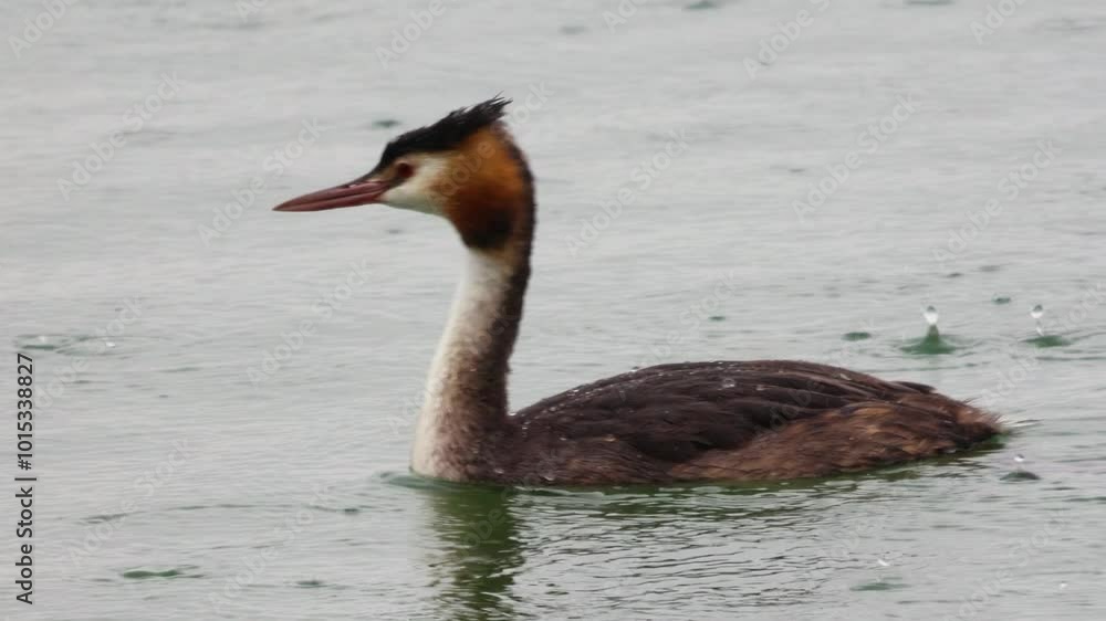 A Graceful Bird Swimming Elegantly in Calm, Serene Waters Surrounded by Natures Beauty A Graceful Bird Swimming Elegantly in Calm, Serene Waters Surrounded by Natures Beauty