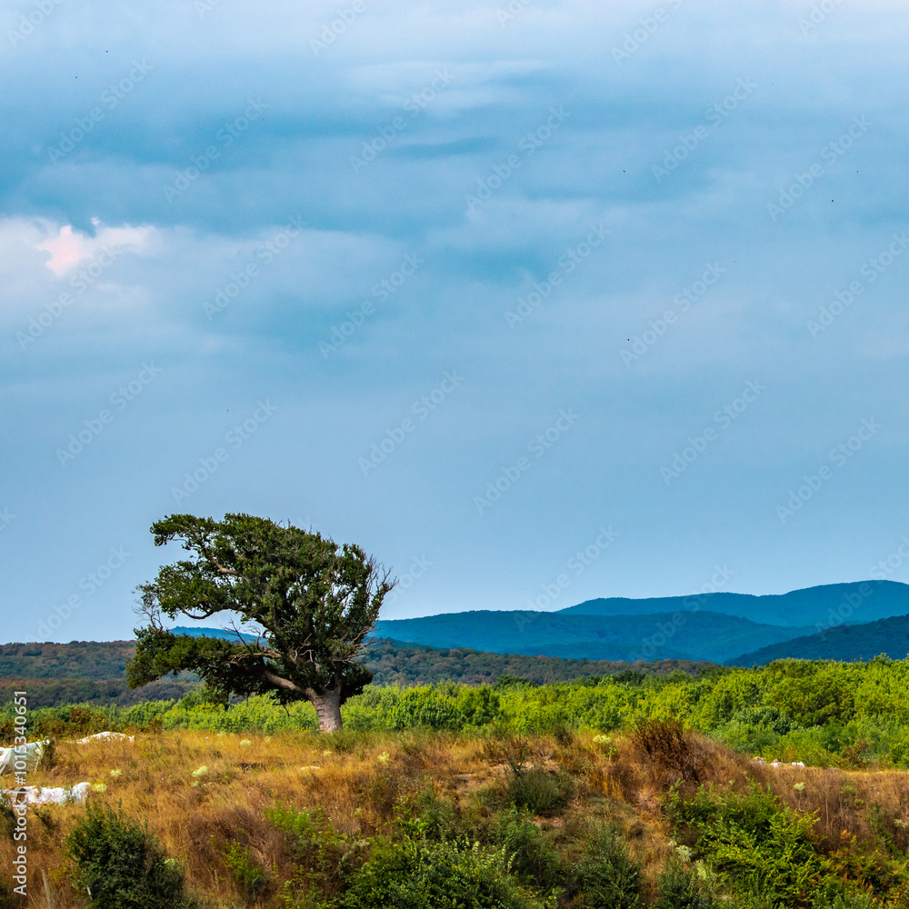 Obraz premium The Bulgarian tree of life.