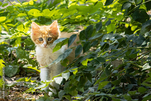 cat in the garden