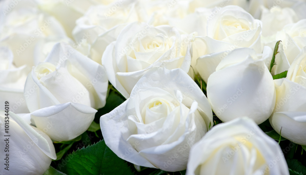 bouquet of white roses on background. bouquet of white roses on background.