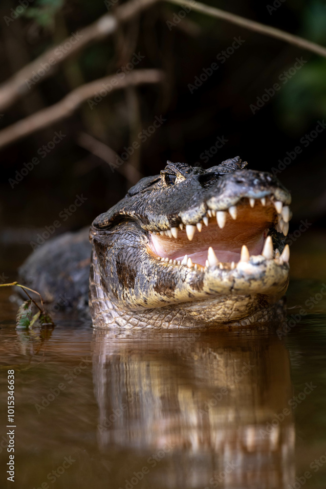 Obraz premium show me your best smile