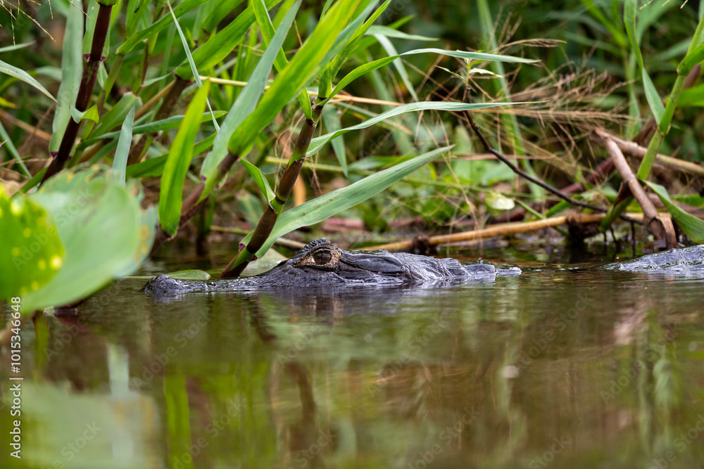 a caiman is camouflaged in the river a caiman is camouflaged in the river