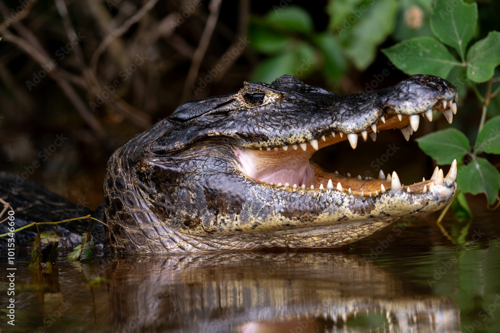 Fototapeta premium the teeth of the caiman