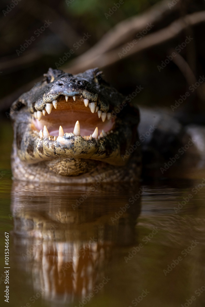 Fototapeta premium a portrait of a caiman