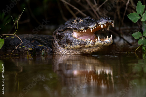 Принти на полотні like a statue of a caiman