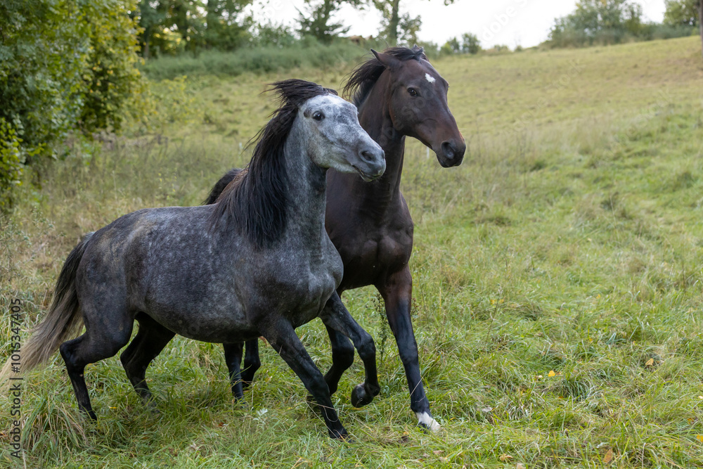 Obraz premium Drohende Pferde